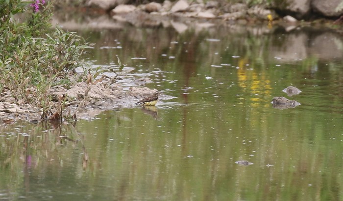 Yellow Wagtail