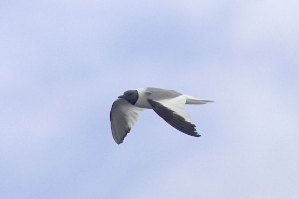 Sabine's Gull