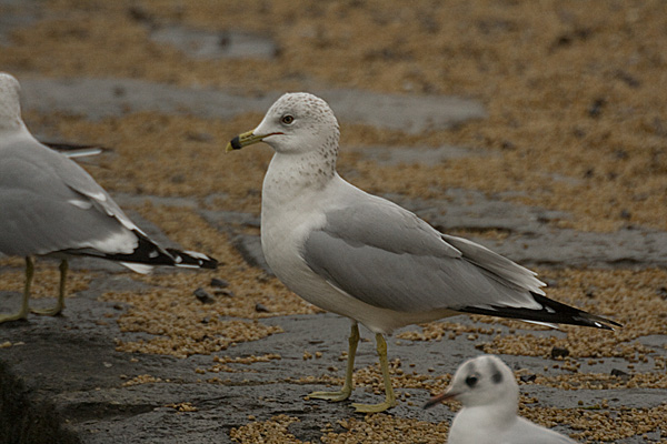 Ring-billed Gull