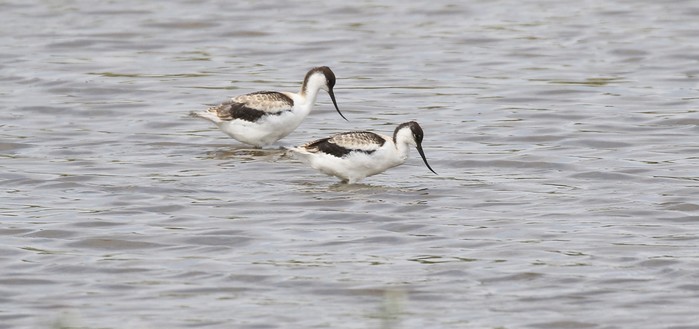 Avocet