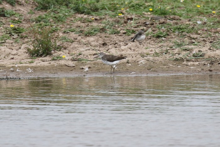 Green Sandpiper