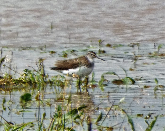 Green Sandpiper