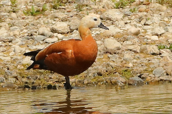 Ruddy Shelduck