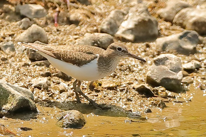 Common Sandpiper