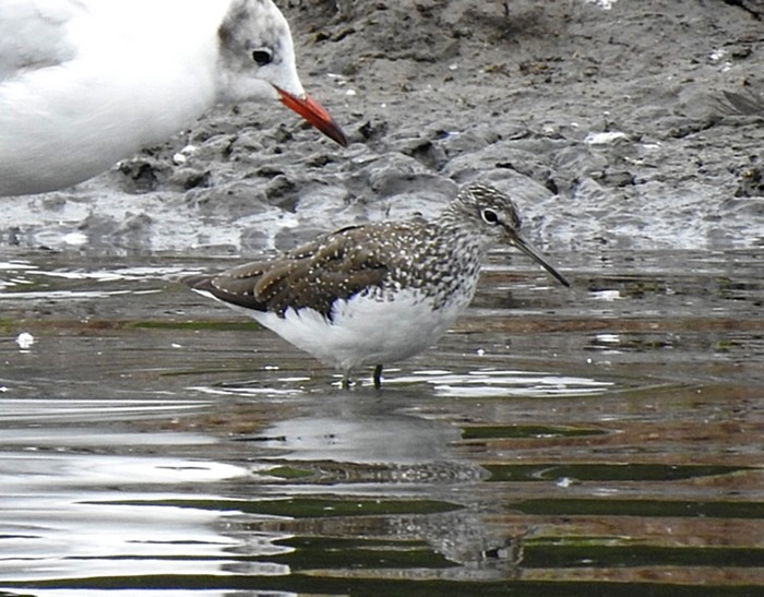 Green Sandpiper