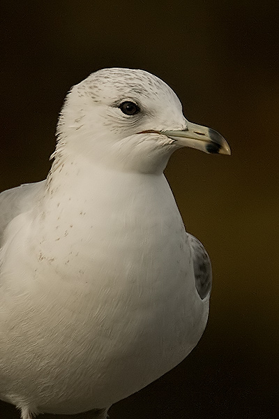 Ring-billed Gull