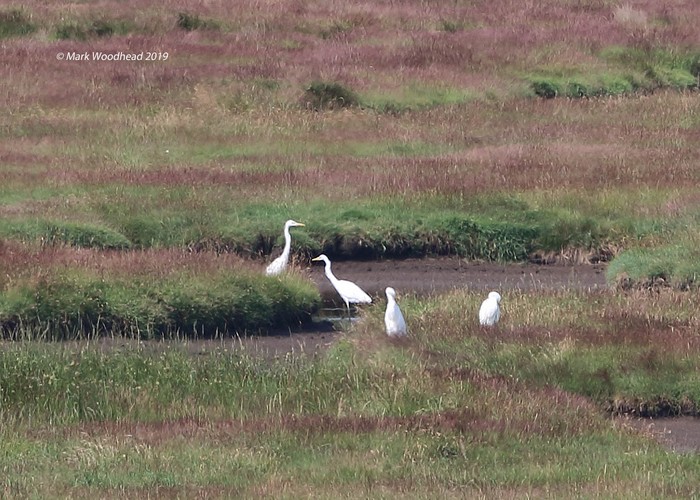 Great White Egret