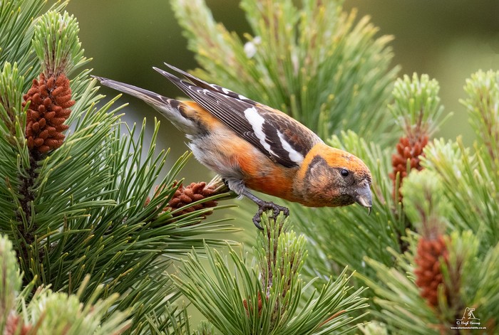 Two-barred Crossbill