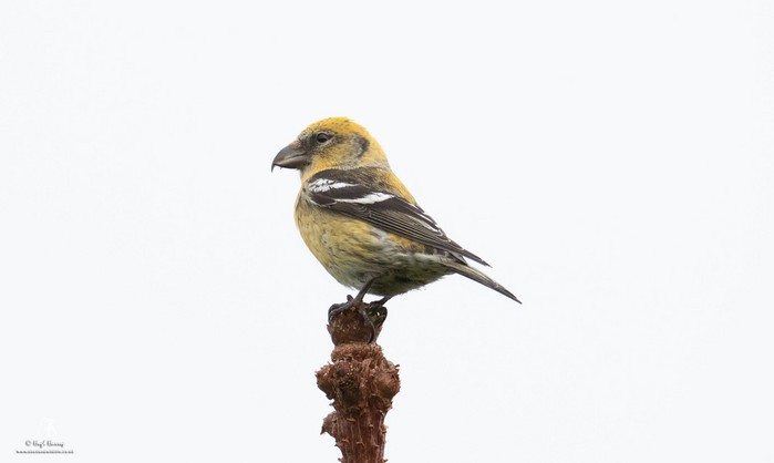 Two-barred Crossbill