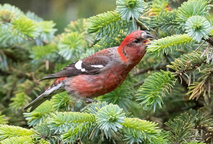 Two-barred Crossbill