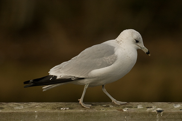 Ring-billed Gull