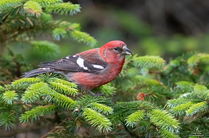 Two-barred Crossbill