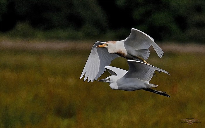 Cattle Egret