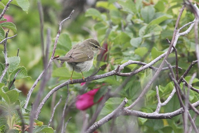 Arctic Warbler