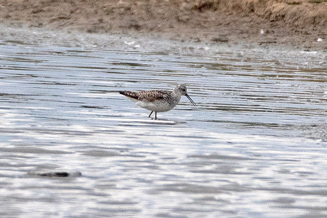 Marsh Sandpiper