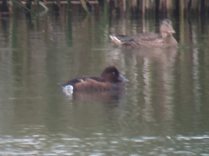 Ferruginous Duck