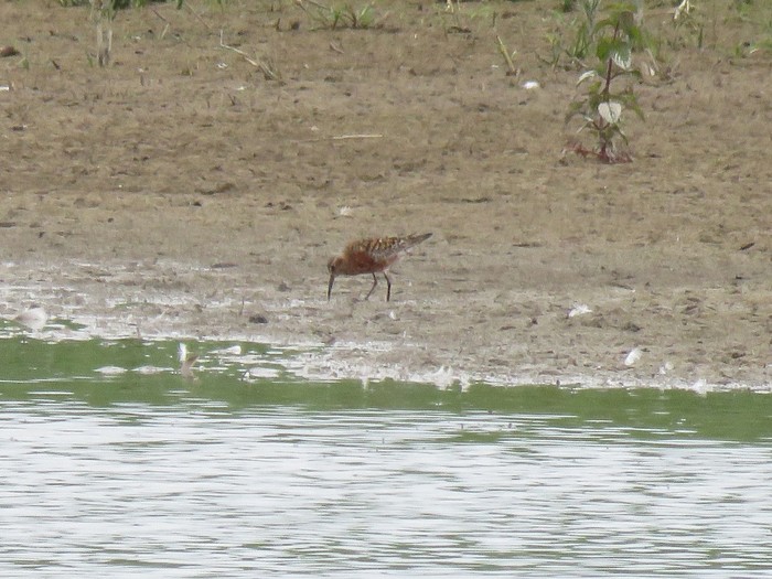 Curlew Sandpiper