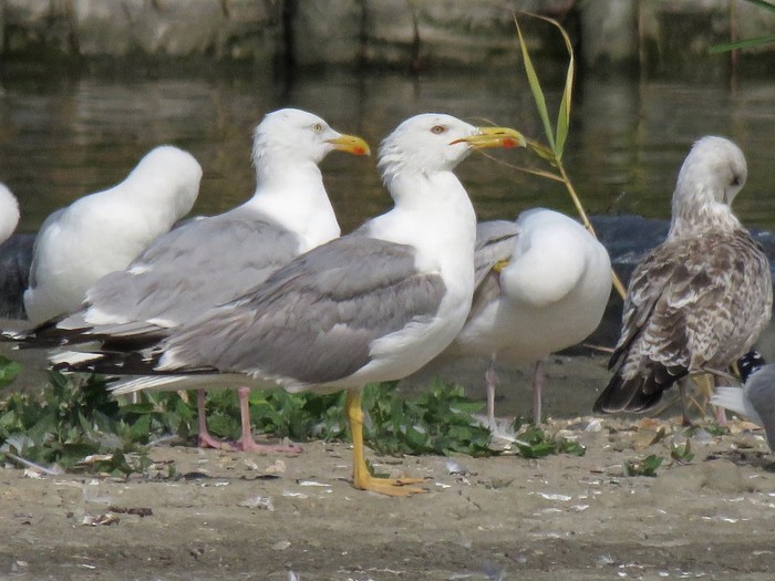 Yellow-legged Gull