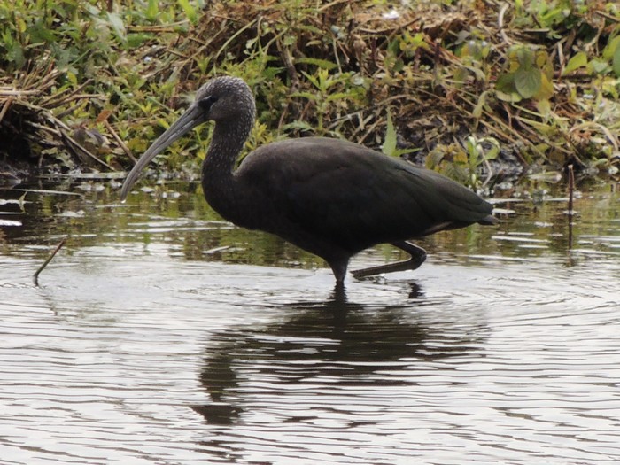 Glossy Ibis