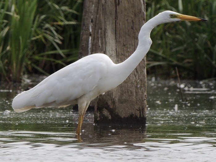 Great White Egret