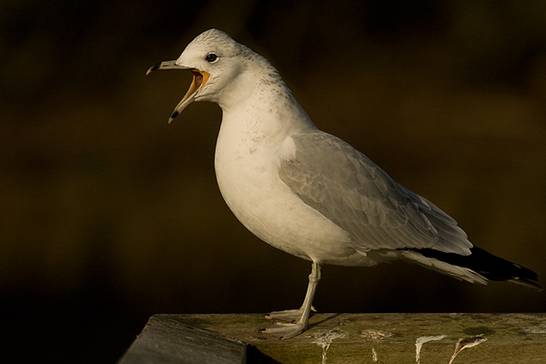 Ring-billed Gull