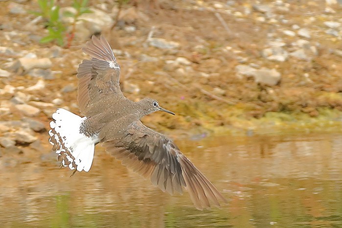 Green Sandpiper