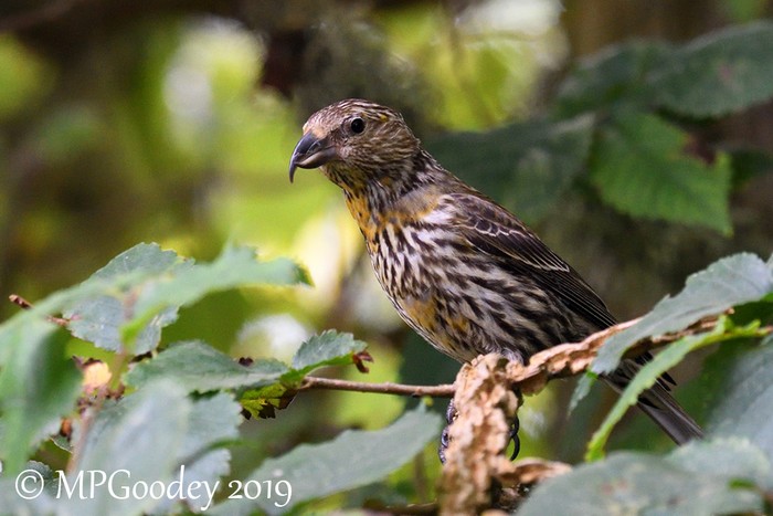 Crossbill