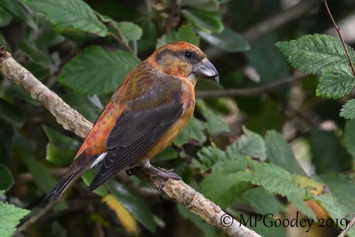 Crossbill