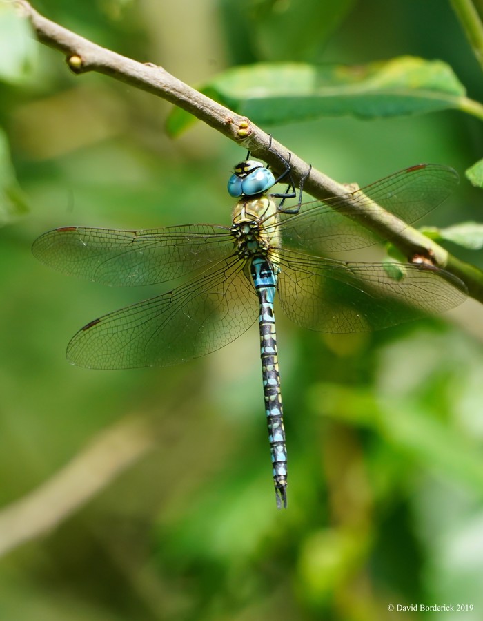 Southern Migrant Hawker