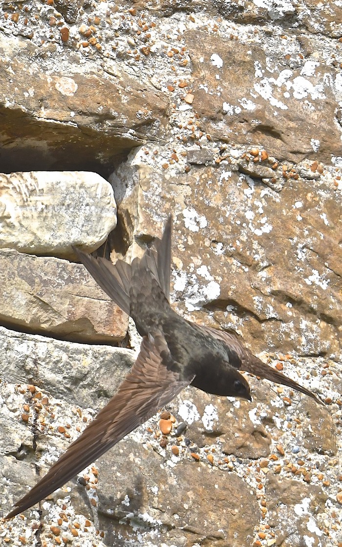 Common Swift