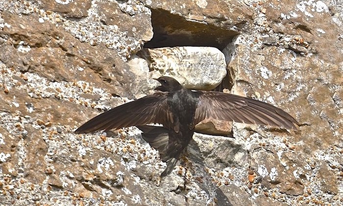 Common Swift
