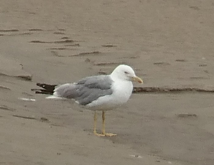 Yellow-legged Gull