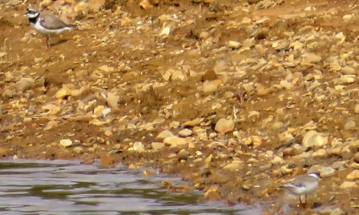 Ringed Plover