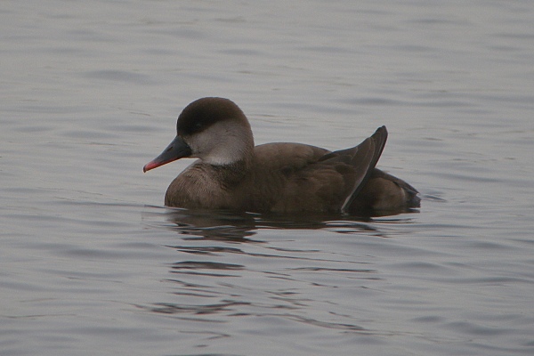 Red-crested Pochard