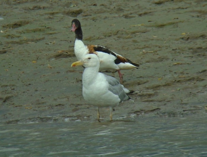 Caspian Gull