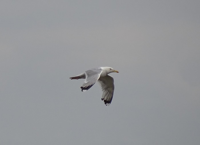 Caspian Gull