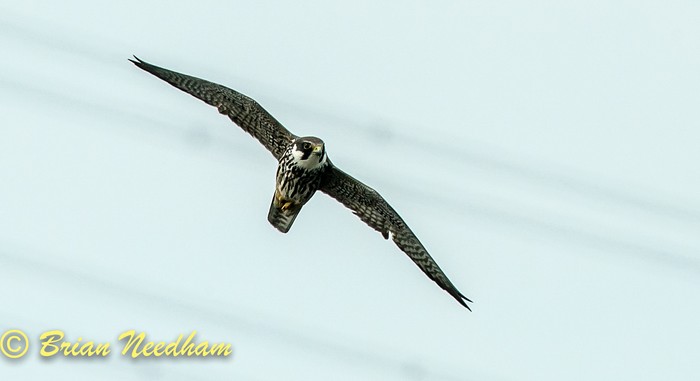 Hobby
