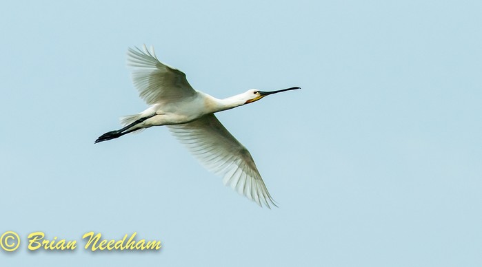 Spoonbill