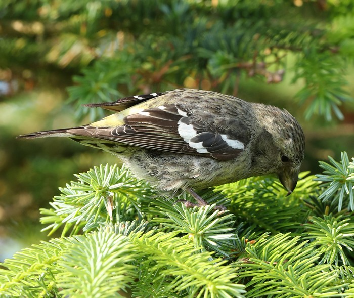 Two-barred Crossbill