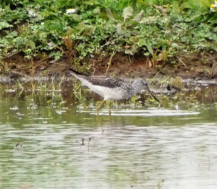 Greenshank