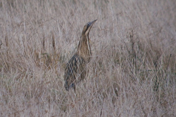Bittern
