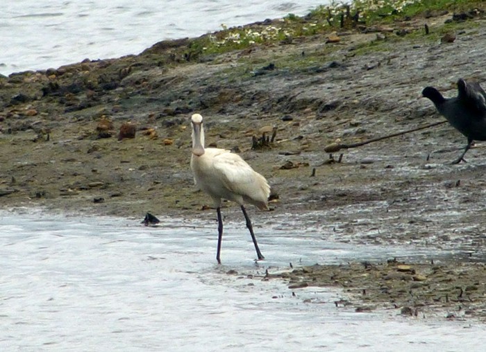 Spoonbill