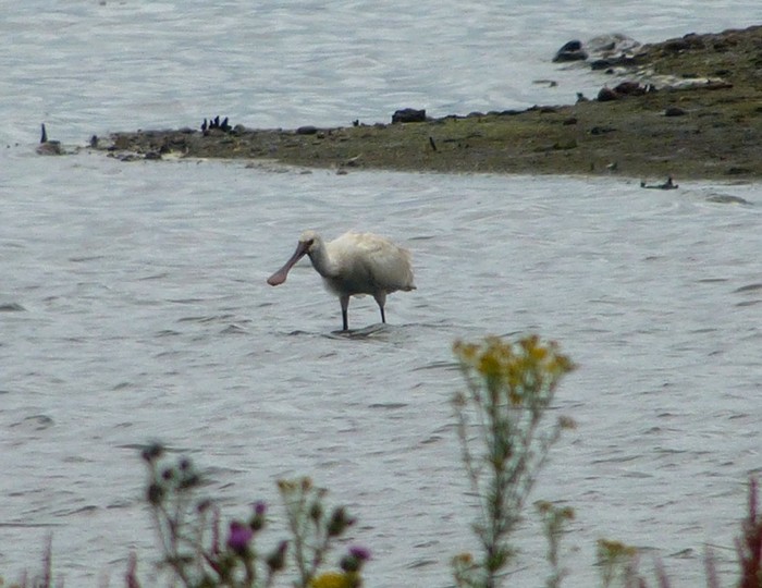 Spoonbill