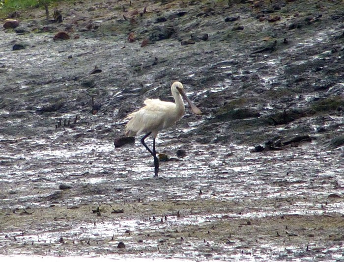 Spoonbill