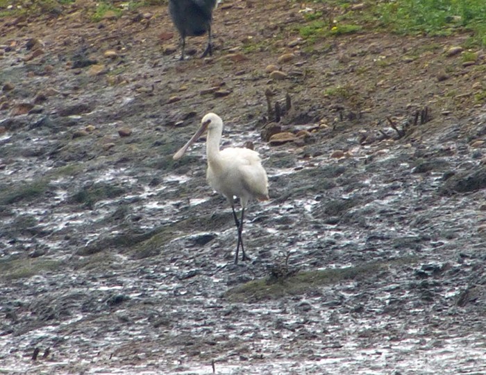 Spoonbill