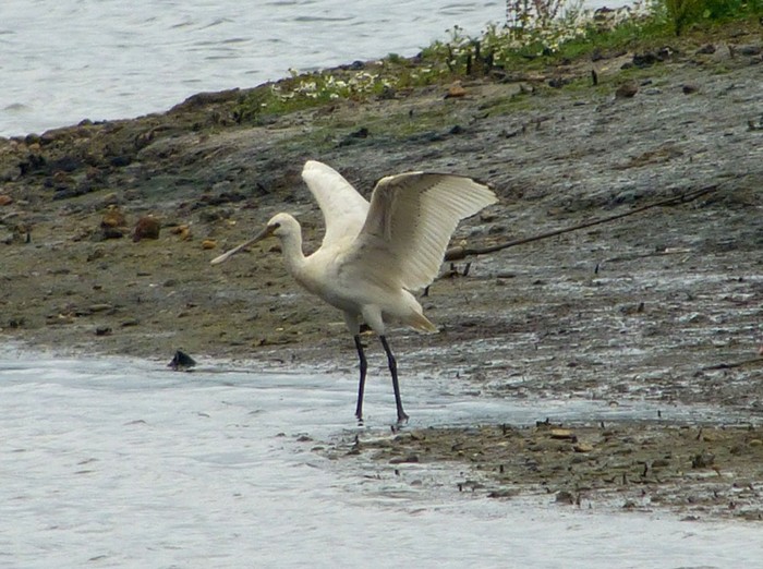 Spoonbill