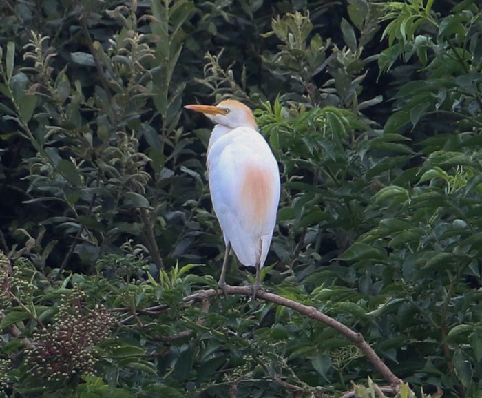 Cattle Egret