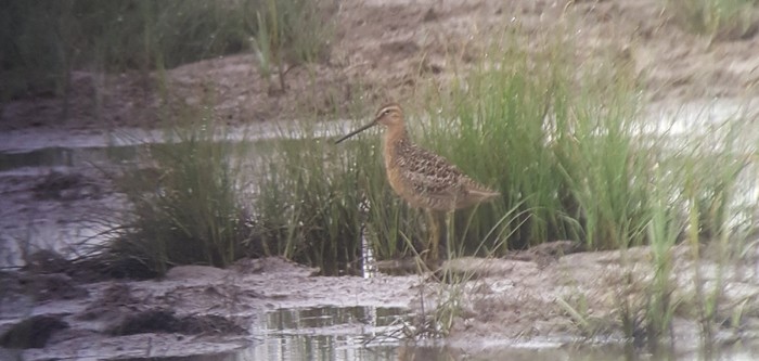 Long-billed Dowitcher
