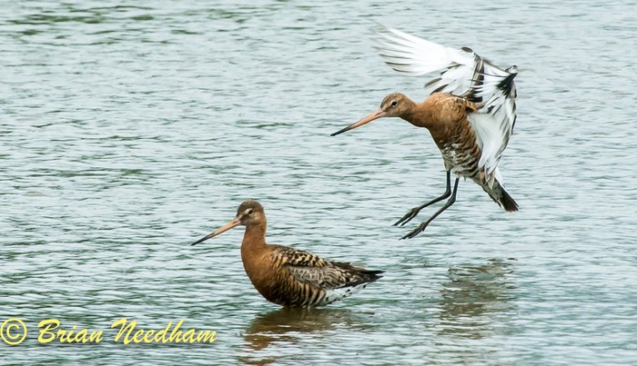 Black-tailed Godwit