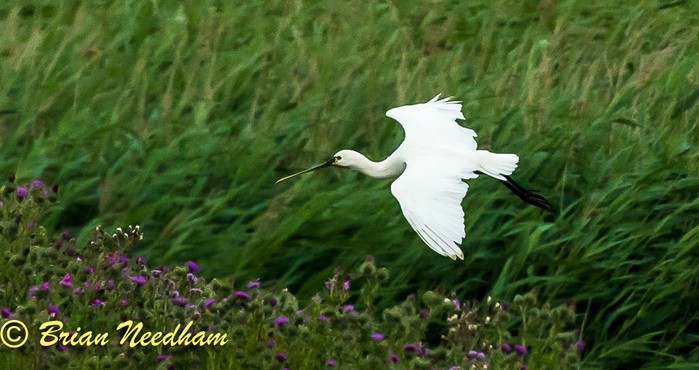 Spoonbill